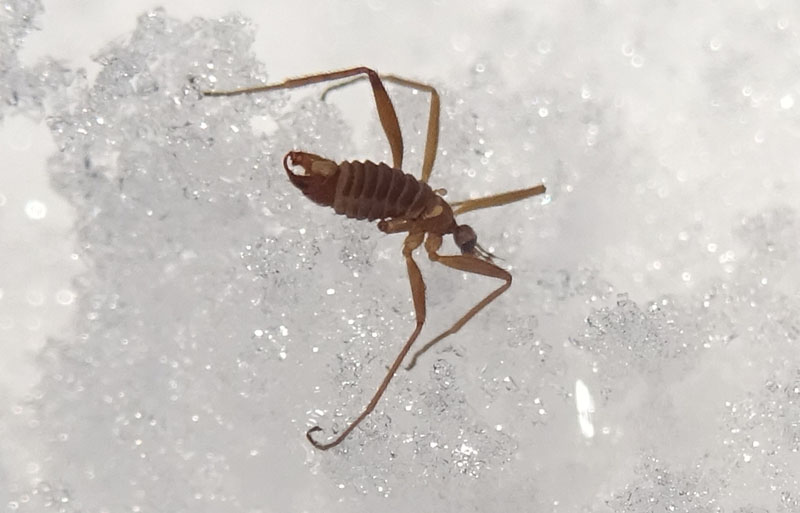 Maschio e femmina di Chionea sp. (Limoniidae)